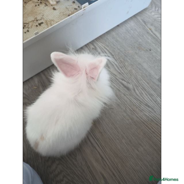 Mixed Breed rabbits Baby rabbits  - Advert 1