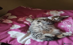 Domestic Shorthair cats for sale: Kittensss - Image 14