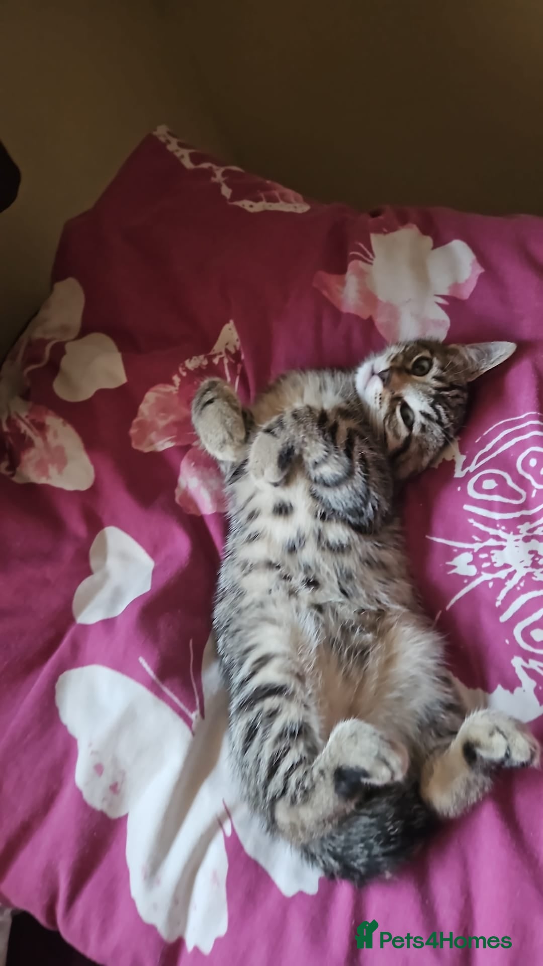 Domestic Shorthair cats for sale: Kittensss - Image 14
