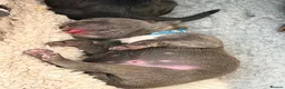 Cane Corso dogs for sale: LOCKDOWN KENNELS UK 2026 Health Tested Litter in Solihull - Advert 9
