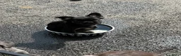 French Bulldog dogs for sale: Fluffy French bulldog KC registered - Advert 13