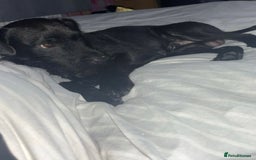 Patterdale Terrier dogs for sale: 1 Year Old Male Patterdale - Advert 2