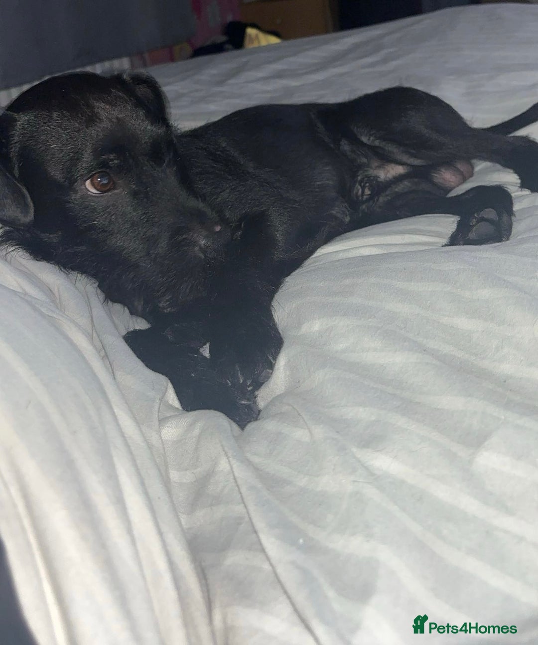 Patterdale Terrier dogs for sale: 1 Year Old Male Patterdale - Advert 2