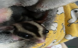 Sugar Glider rodents for sale: breeding pair of sugar gliders  - Image 6