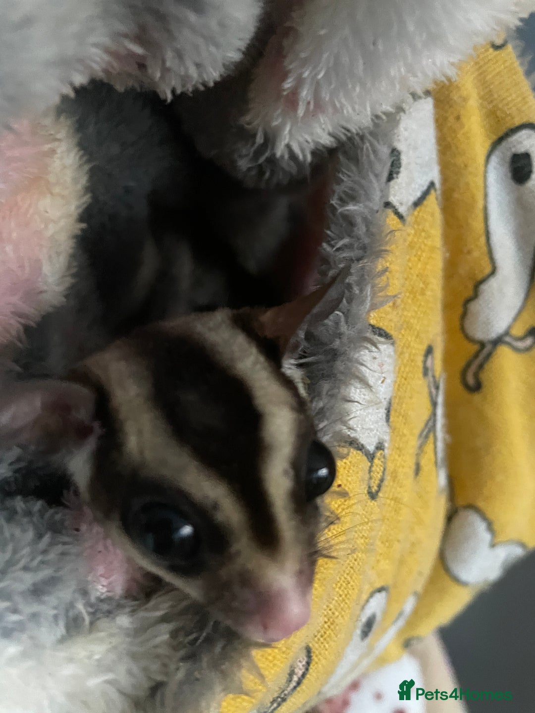 Sugar Glider rodents for sale: breeding pair of sugar gliders  - Image 6