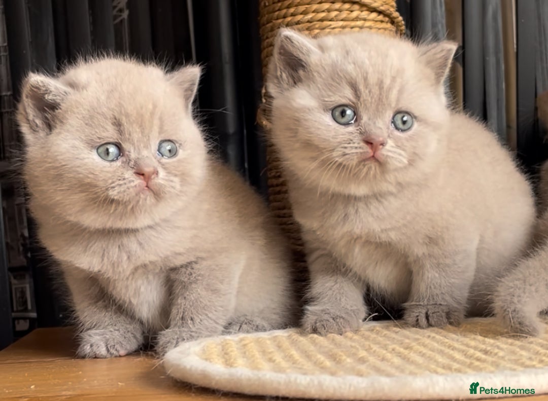 British Shorthair cats for sale:  Absolutely Beautiful BSH Champion Line kittens  - Image 17