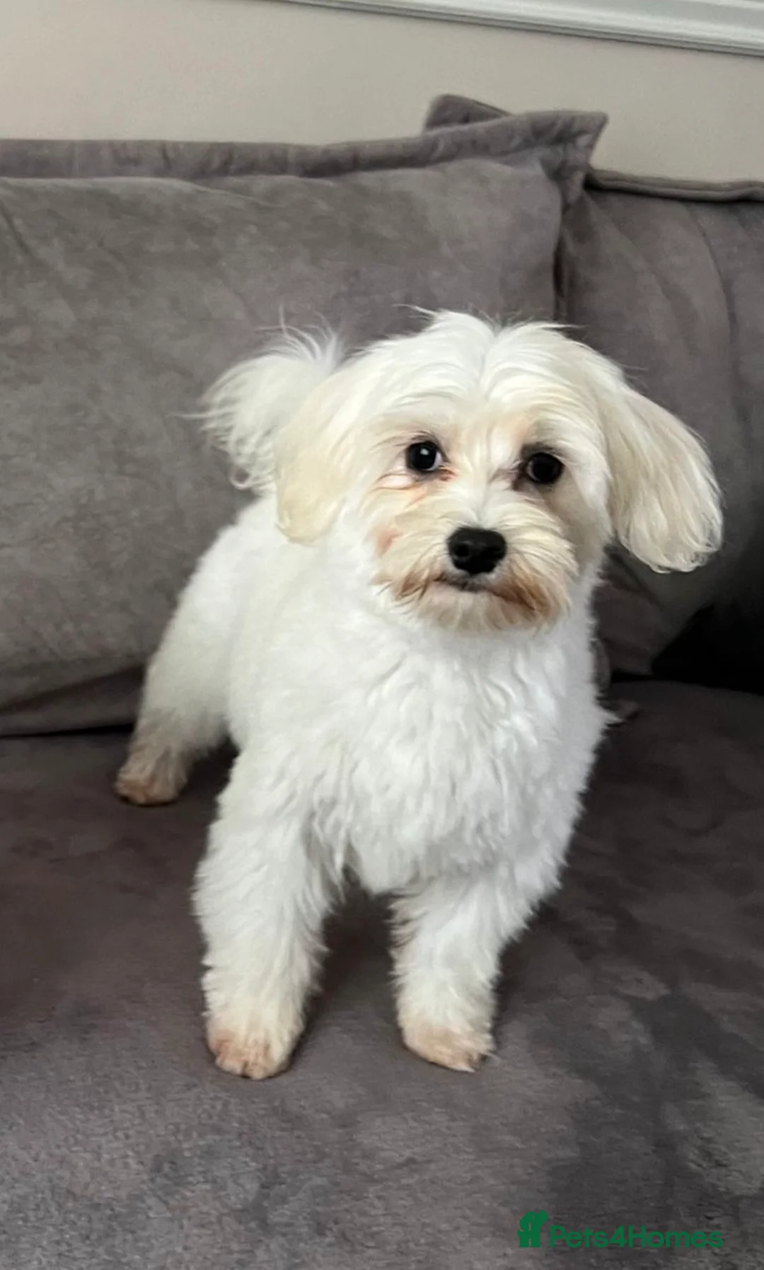 Maltipoo dogs for sale: Beautiful Maltipoo Puppies - Advert 6