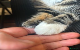 Mixed Breed cats for sale: 4 month old kitten (has an underdeveloped hand) - Image 6