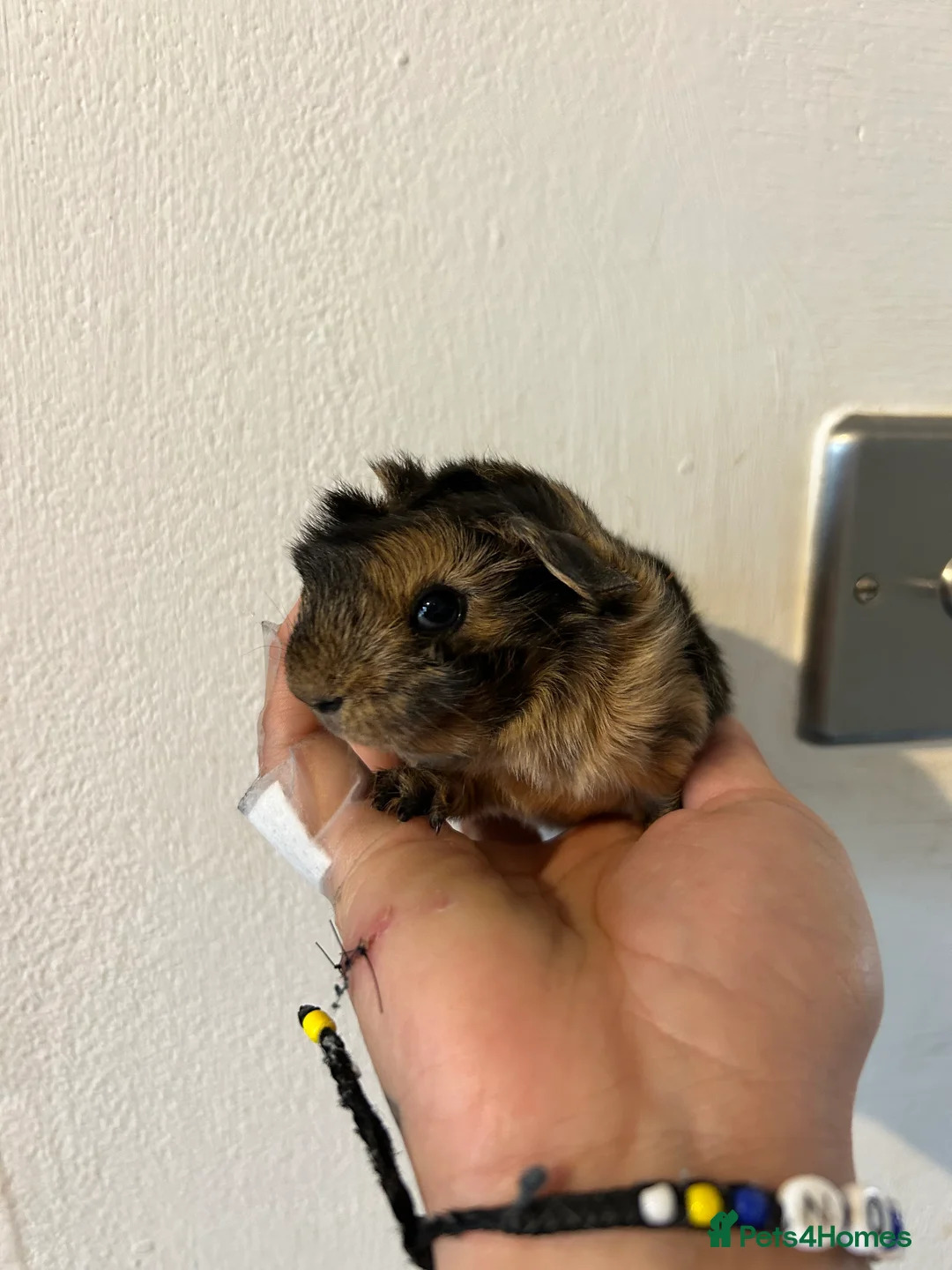 Gallery Image {{count}}