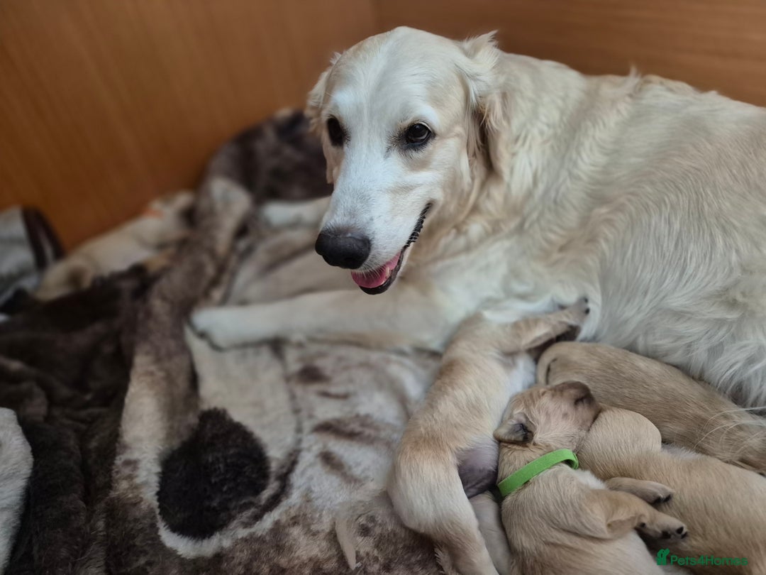 Golden Retriever dogs for sale: Incredible KC registered Field Golden retrievers  - Image 6