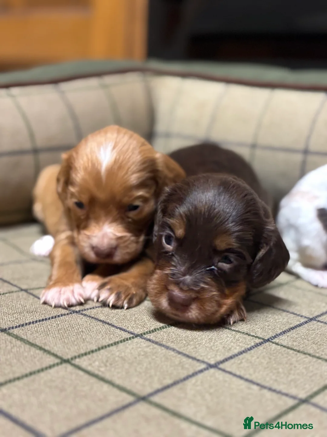 Cocker Spaniel dogs for sale: Stunning Cocker Spaniel Puppies  - Advert 5