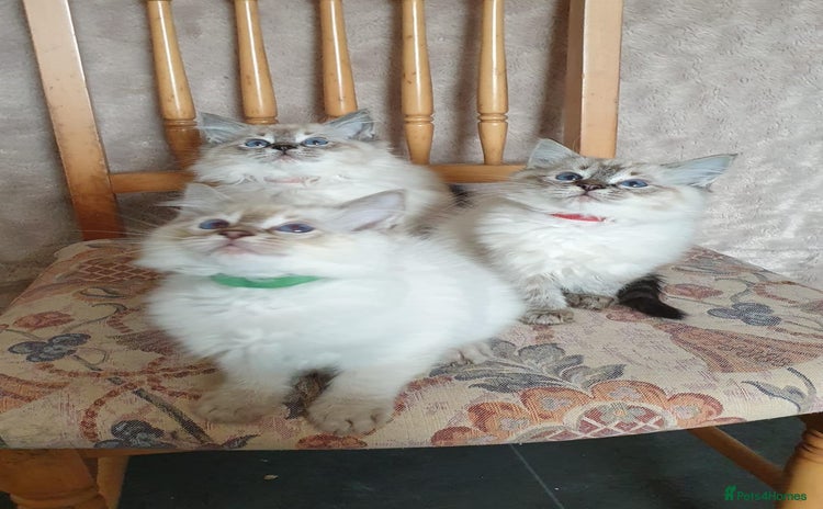 Ragdoll cats - Advert 1