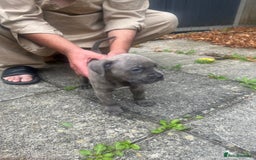 Cane Corso dogs for sale: Cane corso puppy - Image 6