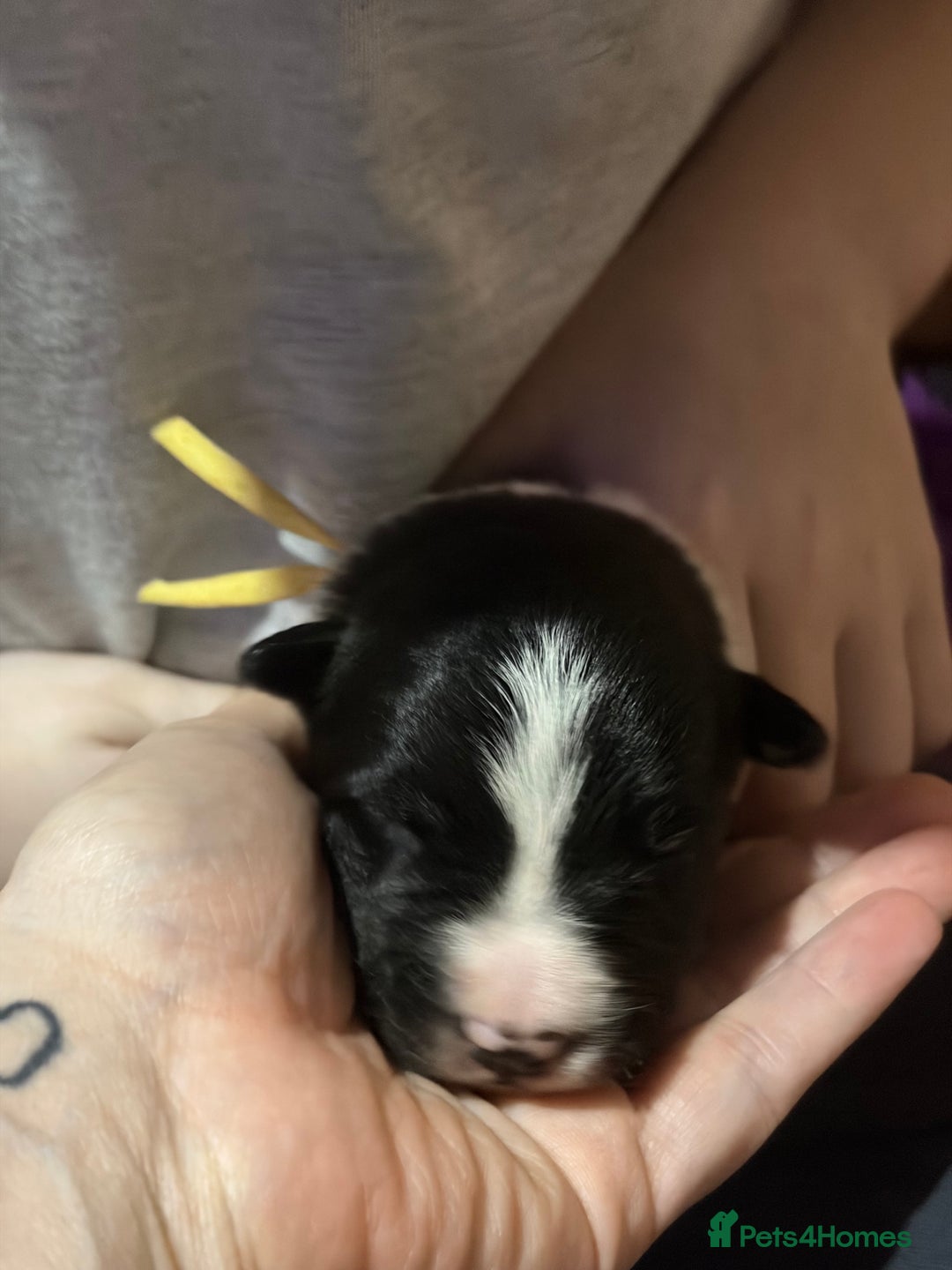 Border Collie dogs for sale: Family Raised Border Collie Pups  - Advert 10