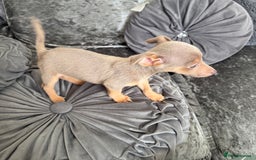 Jack Russell dogs for sale: Miniature Jack Russell puppies Ready to leave in Gillingham - Image 15