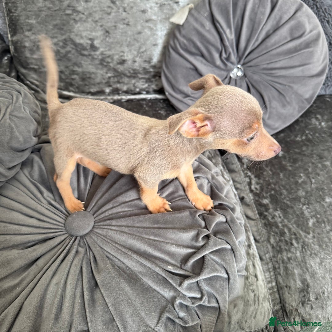 Jack Russell dogs for sale: Miniature Jack Russell puppies Ready to leave in Gillingham - Image 15