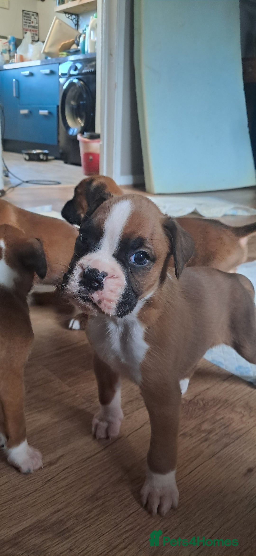 Boxer dogs for sale: Boxer babies ❤️ - Advert 4
