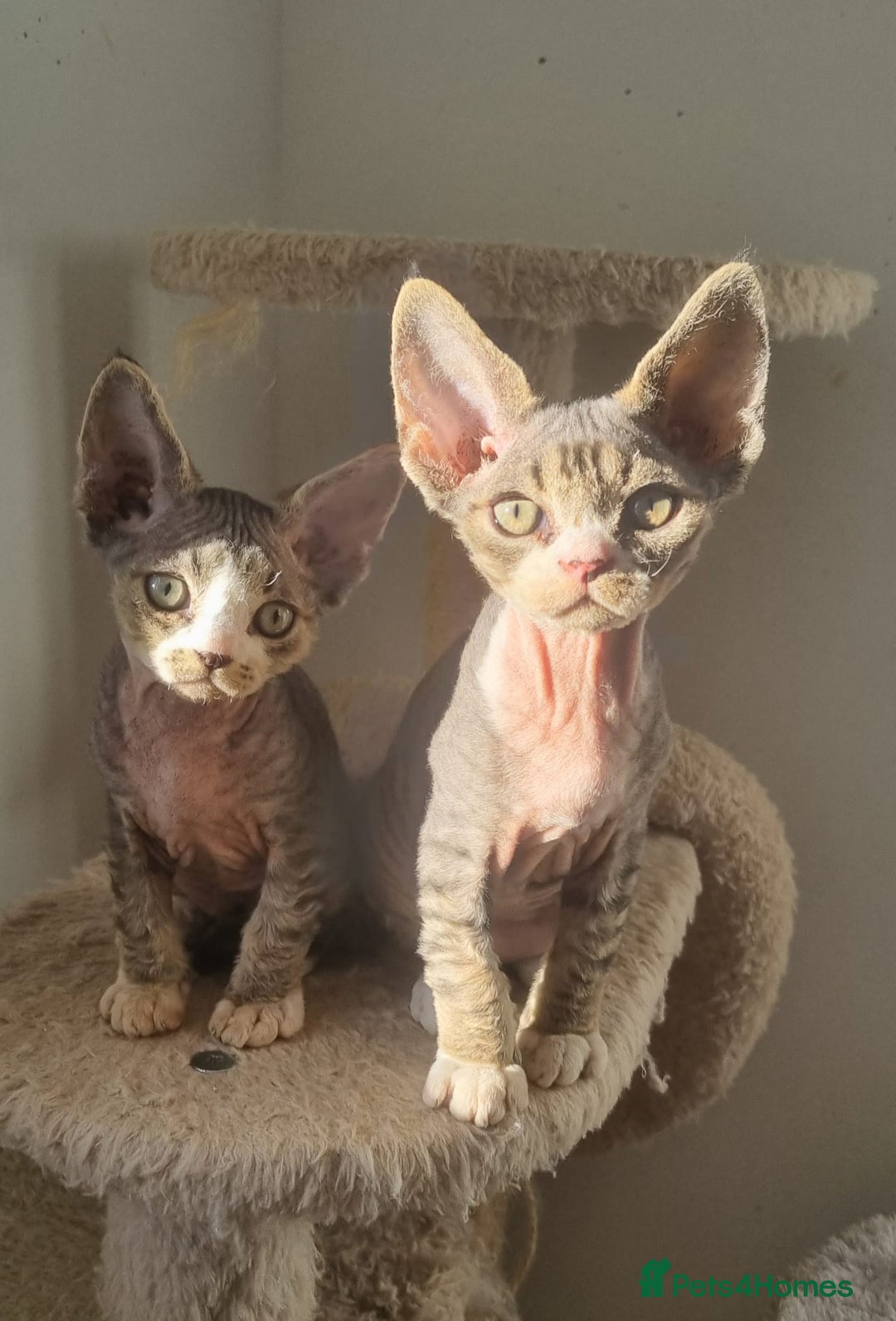 Devon Rex cats for sale: Three lovely brothers and sister - Advert 8