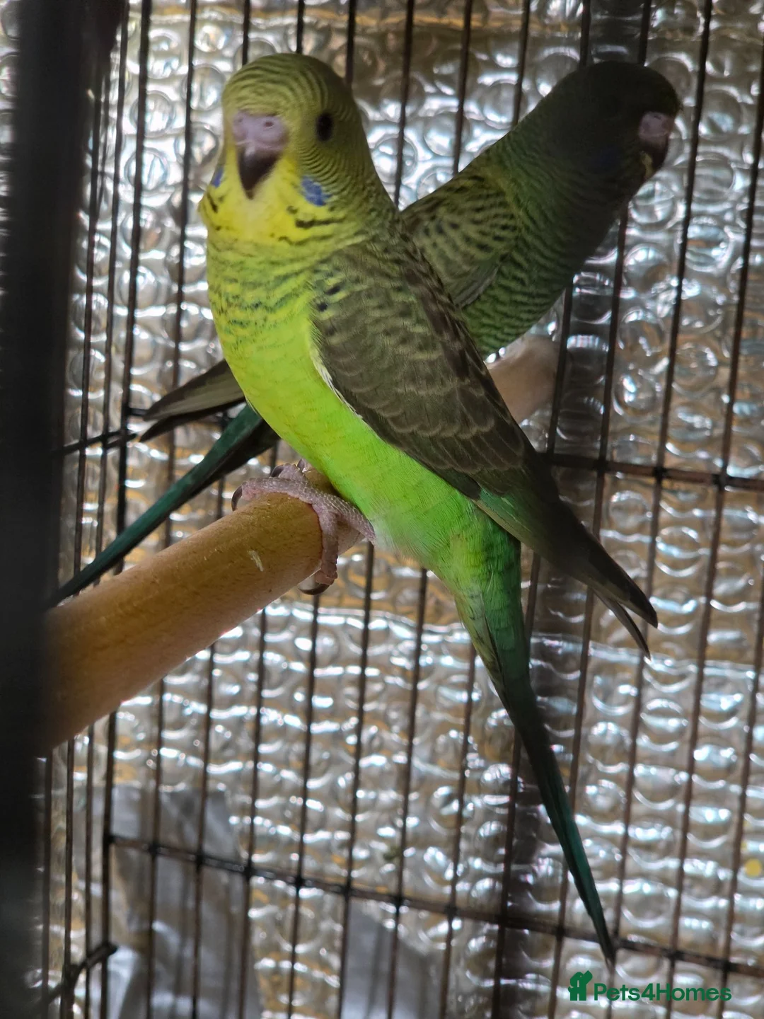 Budgerigars birds for sale: Beautiful bfbw budgies - Advert 2