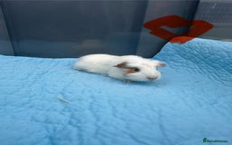 Guinea Pig rodents for sale: Baby guinea pigs  - Image 7
