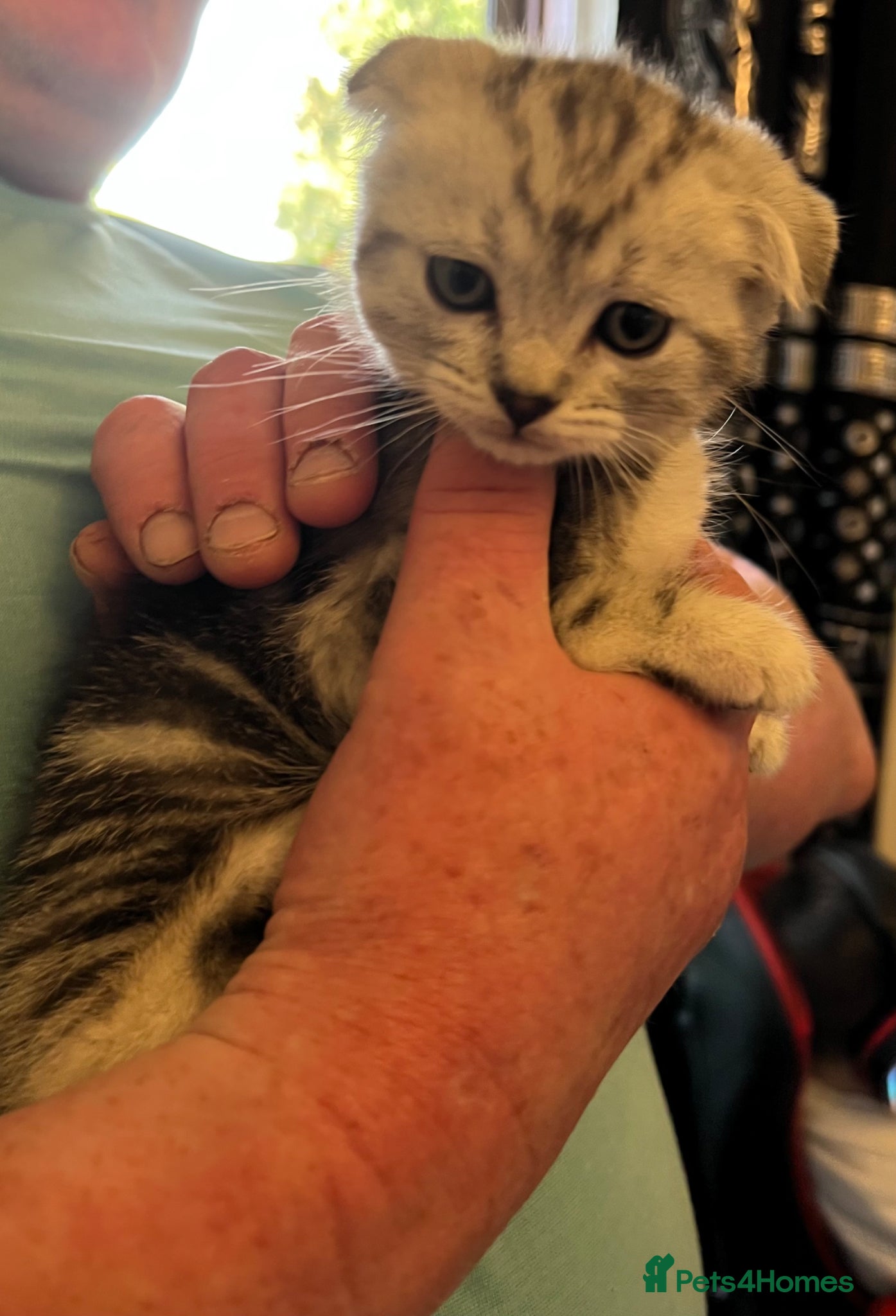 Scottish Fold cats Stunning Scottish Fold Kittens Available  - Advert 1