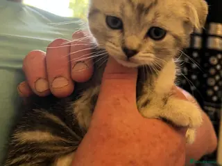 Scottish Fold cats Stunning Scottish Fold Kittens Available - Advert 1