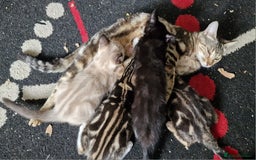 Bengal cats for sale: Gorgeous Bengal/Savannah x DS - Image 9