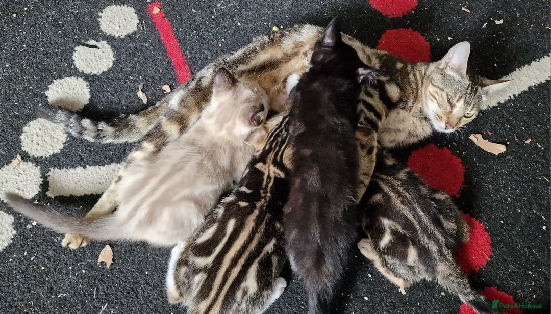 Bengal cats for sale: Gorgeous Bengal/Savannah x DS - Image 9