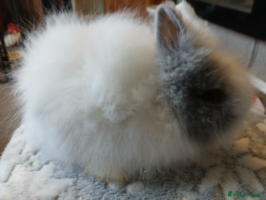 Lionhead rabbits for sale: Stunning DM Lionhead baby rabbits  - Image 14