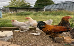 Chickens poultry for sale: Brahma Large Fowl Cockerels & Pullets - Image 1