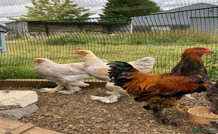 Chickens poultry - Advert 19