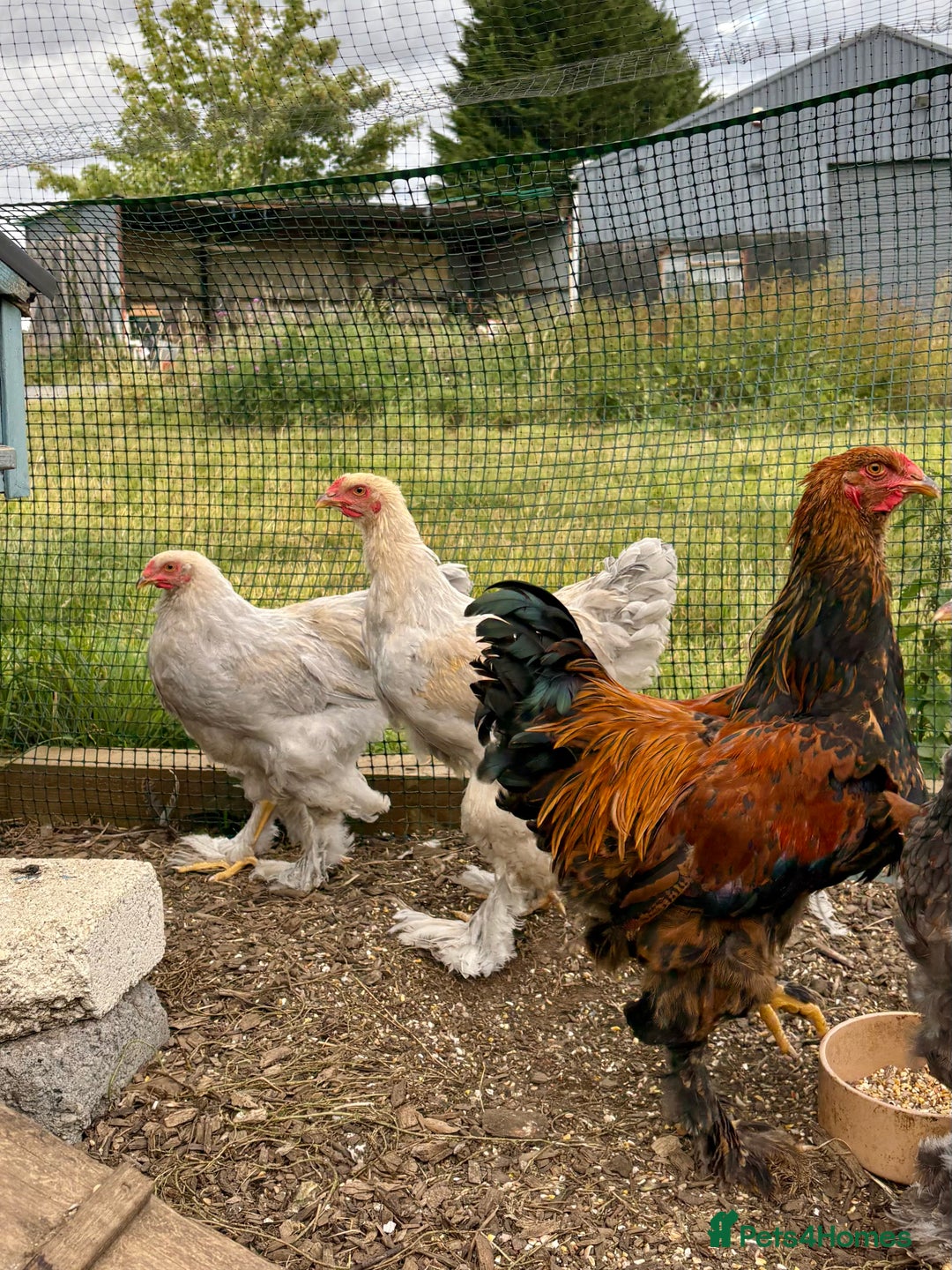 Chickens poultry for sale: Brahma Large Fowl Cockerels & Pullets - Image 1