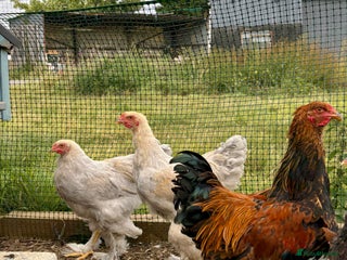 Chickens poultry - Advert 26