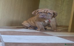 Dogue De Bordeaux dogs for sale: Dogue de bordeaux puppies boy and girl available - Image 1