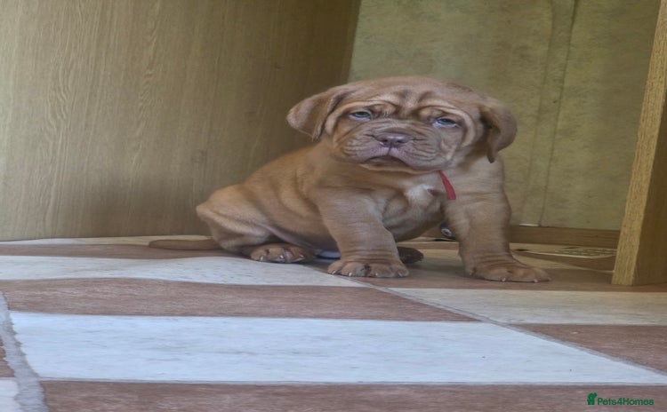 Dogue De Bordeaux dogs - Advert 3