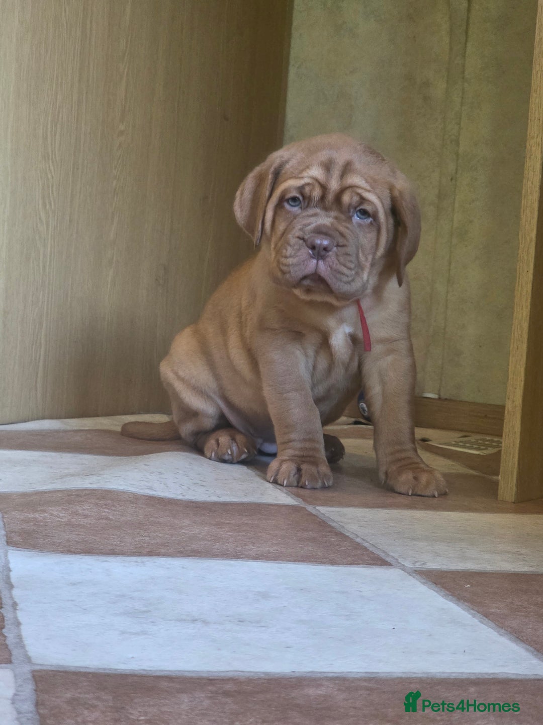 Dogue De Bordeaux dogs for sale: Dogue de bordeaux puppies boy and girl available - Image 1
