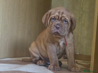 Dogue De Bordeaux dogs - Advert 2