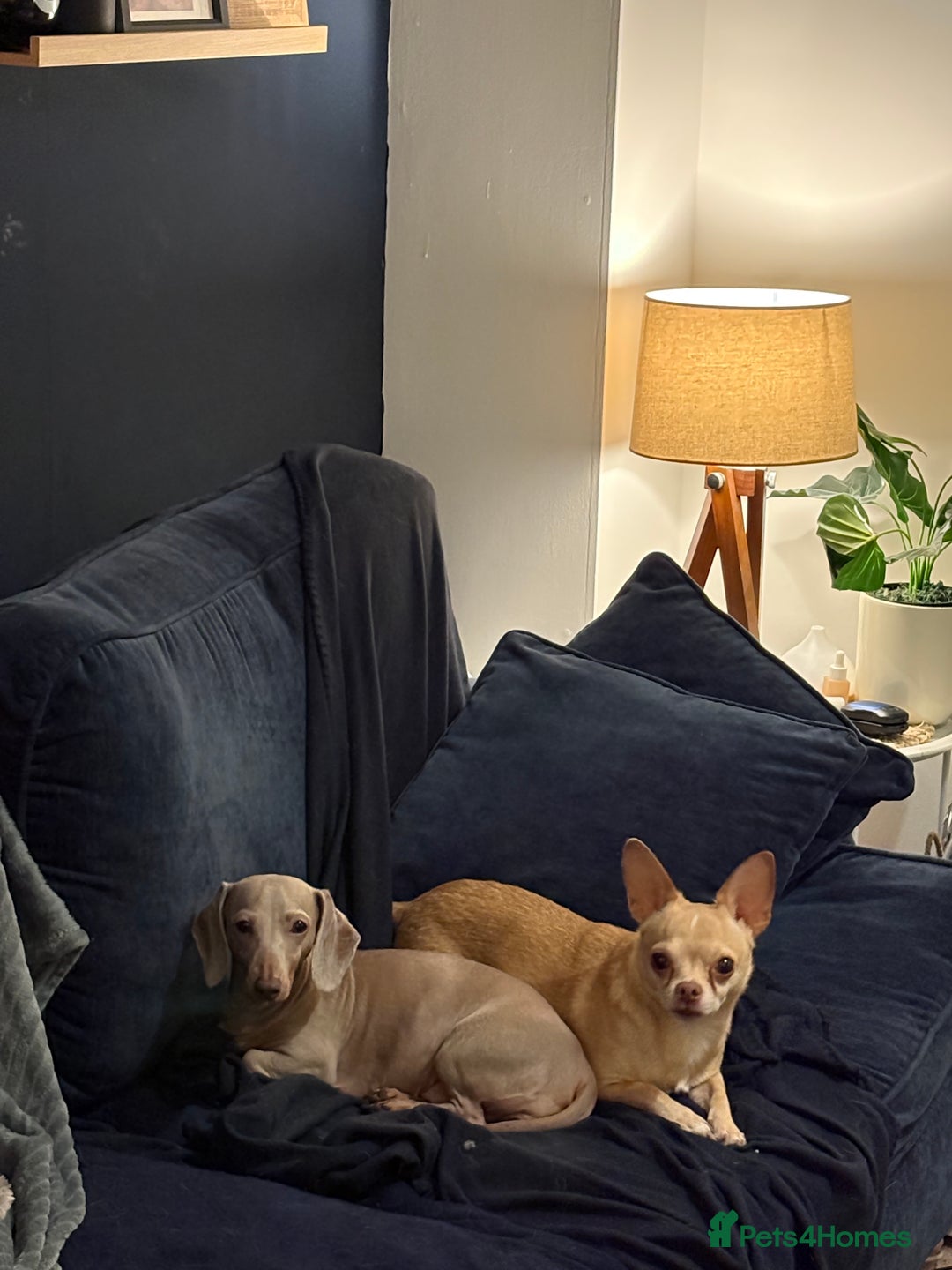 Miniature Dachshund dogs for sale: Winnie: beautiful 4yo mini dachshund, Derbyshire - Advert 3