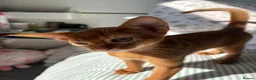 Abyssinian cats for sale: Stunning Abyssinian champion line kittens-last boy - Advert 21