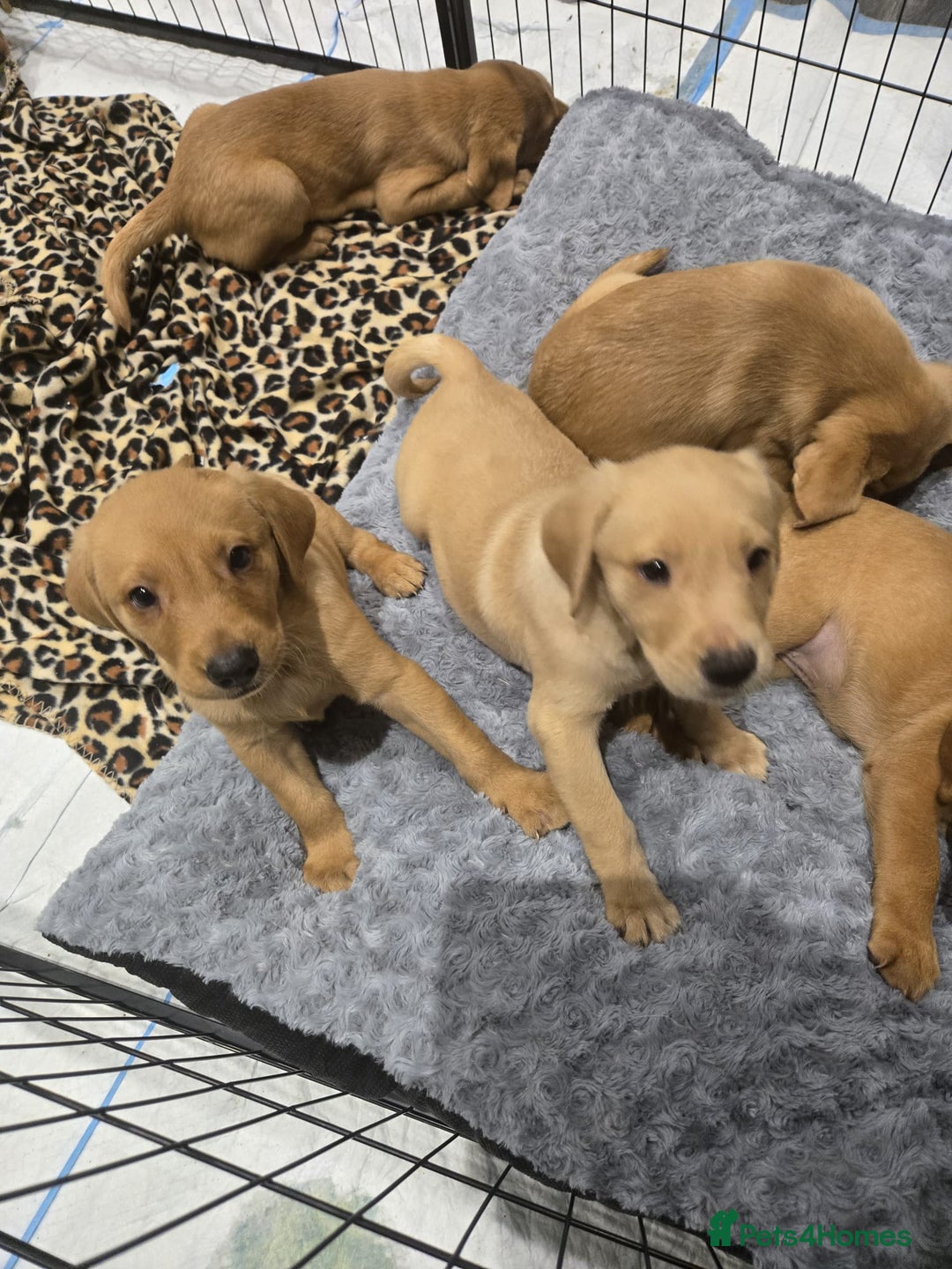 Labrador Retriever dogs for sale: ✨ Golden Retriever Puppies – Ready 4 Sept ✨ - Image 4