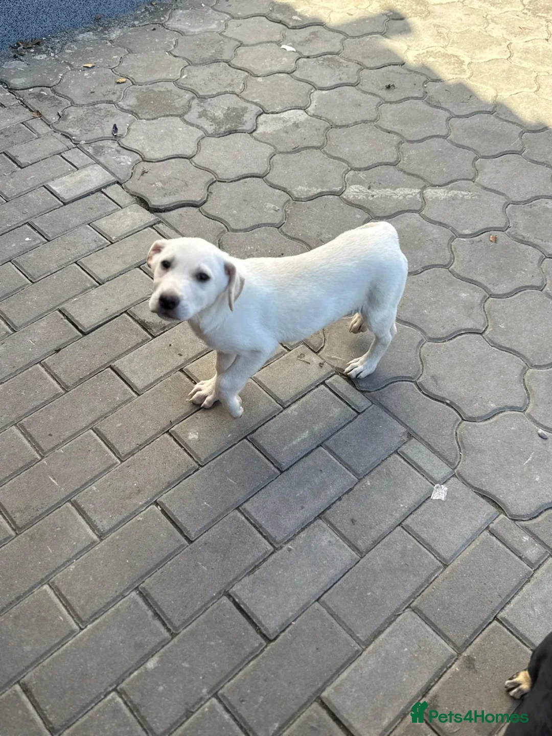 Mixed Breed dogs for adoption: 🐾 JACK – Gentle Soul with the Sweetest Eyes - Advert 15