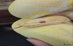 Python Snake reptiles for sale: Albino Enchi Royal Python (aka Ball Python) - Image 8