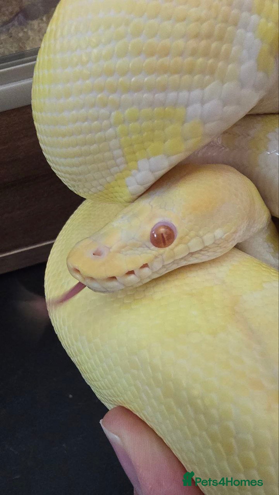 Python Snake reptiles for sale: Albino Enchi Royal Python (aka Ball Python) - Image 8