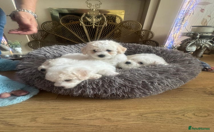 Bichon Frise dogs - Advert 1