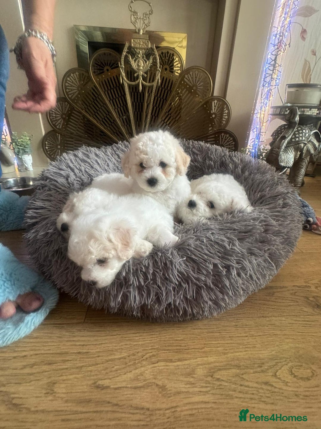 Bichon Frise dogs for sale: Bichon frise puppies 2 boys 1 girl - Image 1