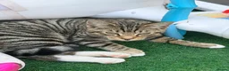 Mixed Breed cats for sale: Beautiful playful kitten  in Luton - Advert 2
