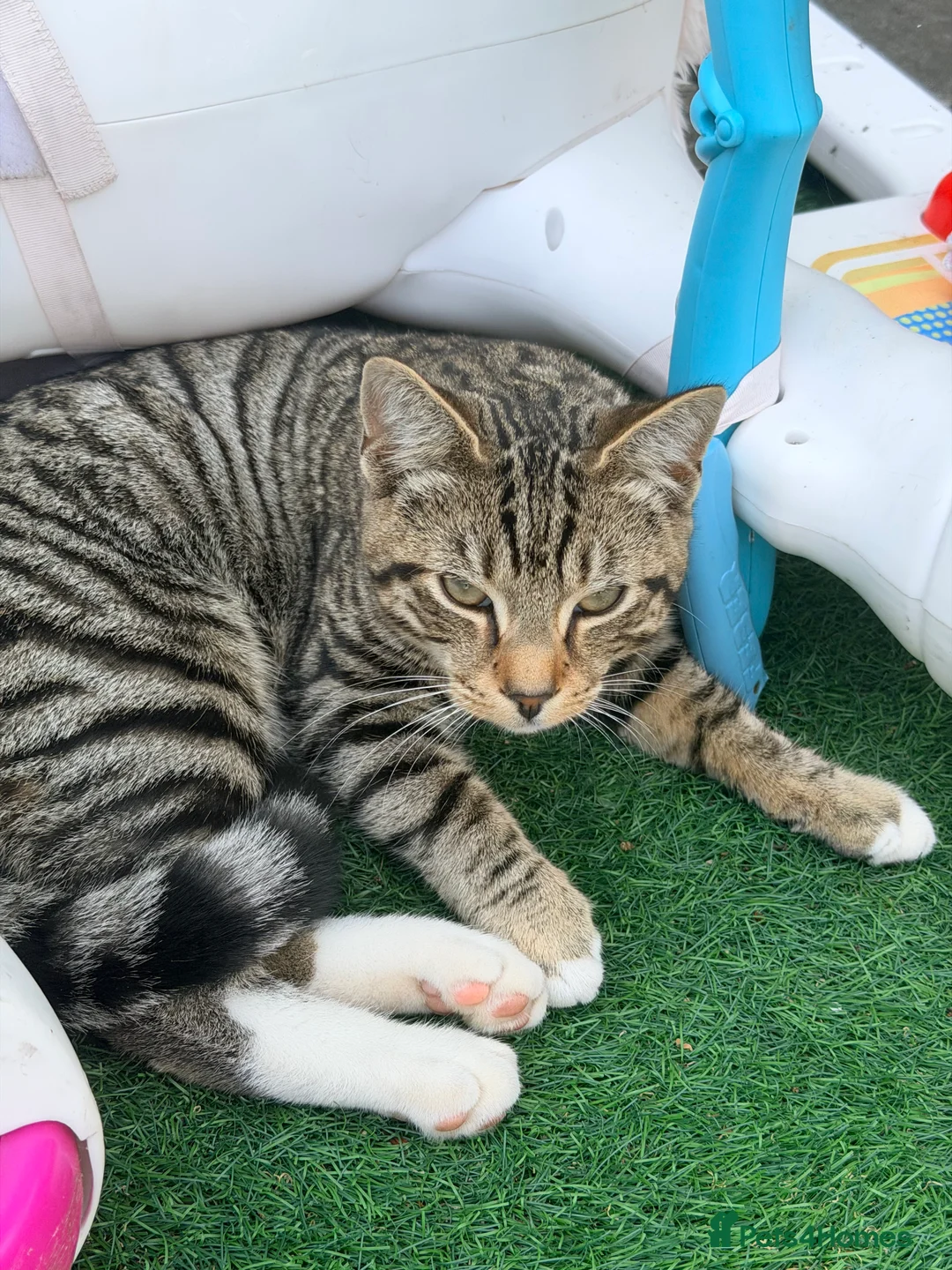 Mixed Breed cats for sale: Beautiful playful kitten  in Luton - Advert 2