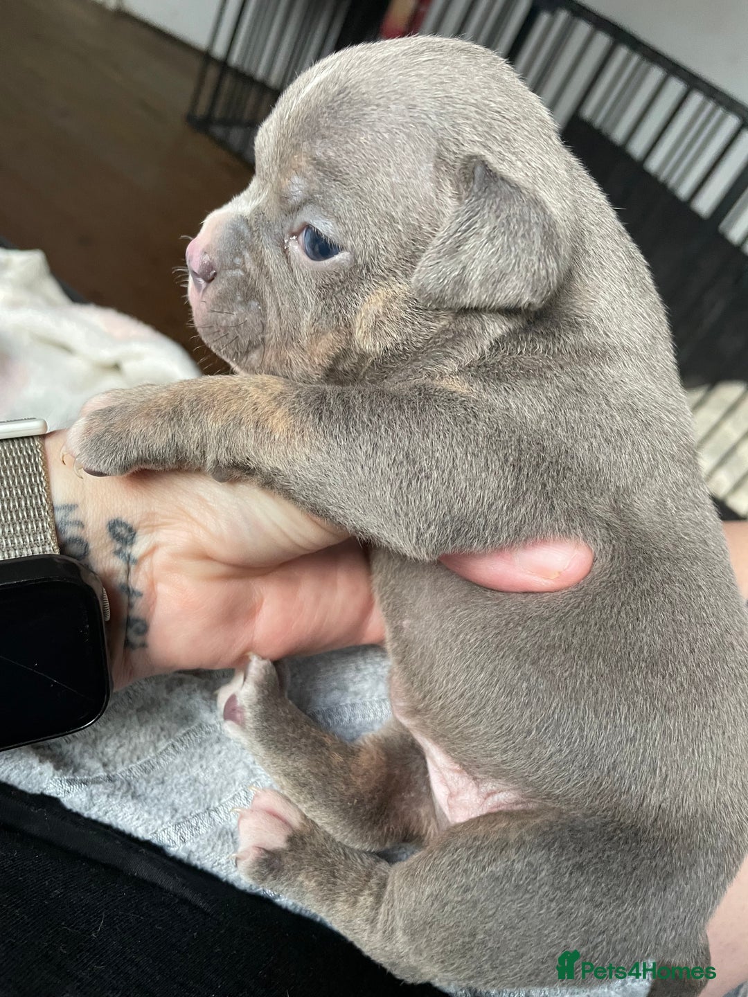 American Bully dogs for sale: American Pocket bully’s puppies  - Advert 13