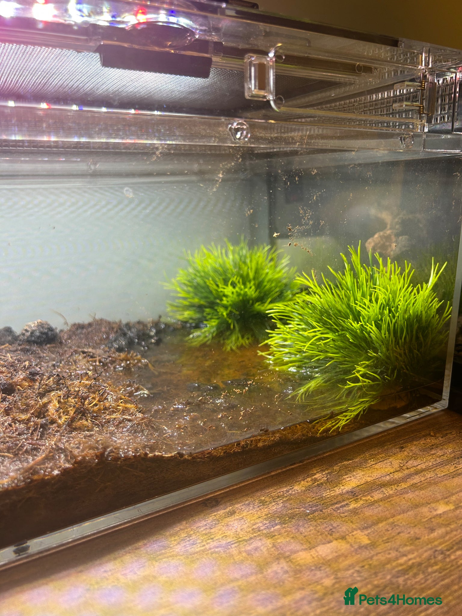 Crabs invertebrates for sale: 🦀 3 Vampire Crabs Complete Setup Ready to Go - Advert 6