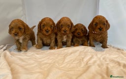 Miniature Poodle dogs for stud: Proven extensively health tested KC RED poodle in Swansea - Image 9